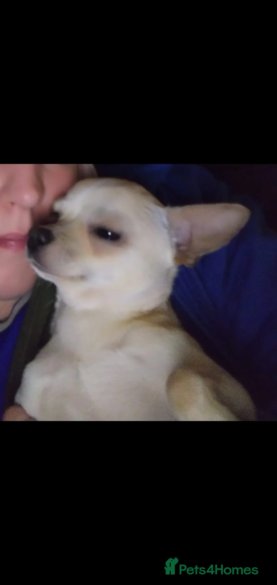 Chihuahua dogs for sale: Beautiful chihuahua - Advert 1