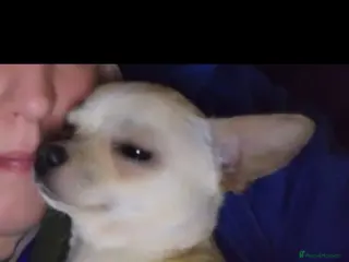 Chihuahua dogs Beautiful chihuahua - Advert 1