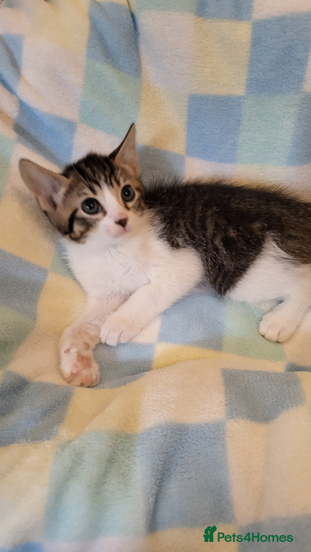 Mixed Breed cats for sale: Kittens Ready Now - Image 9