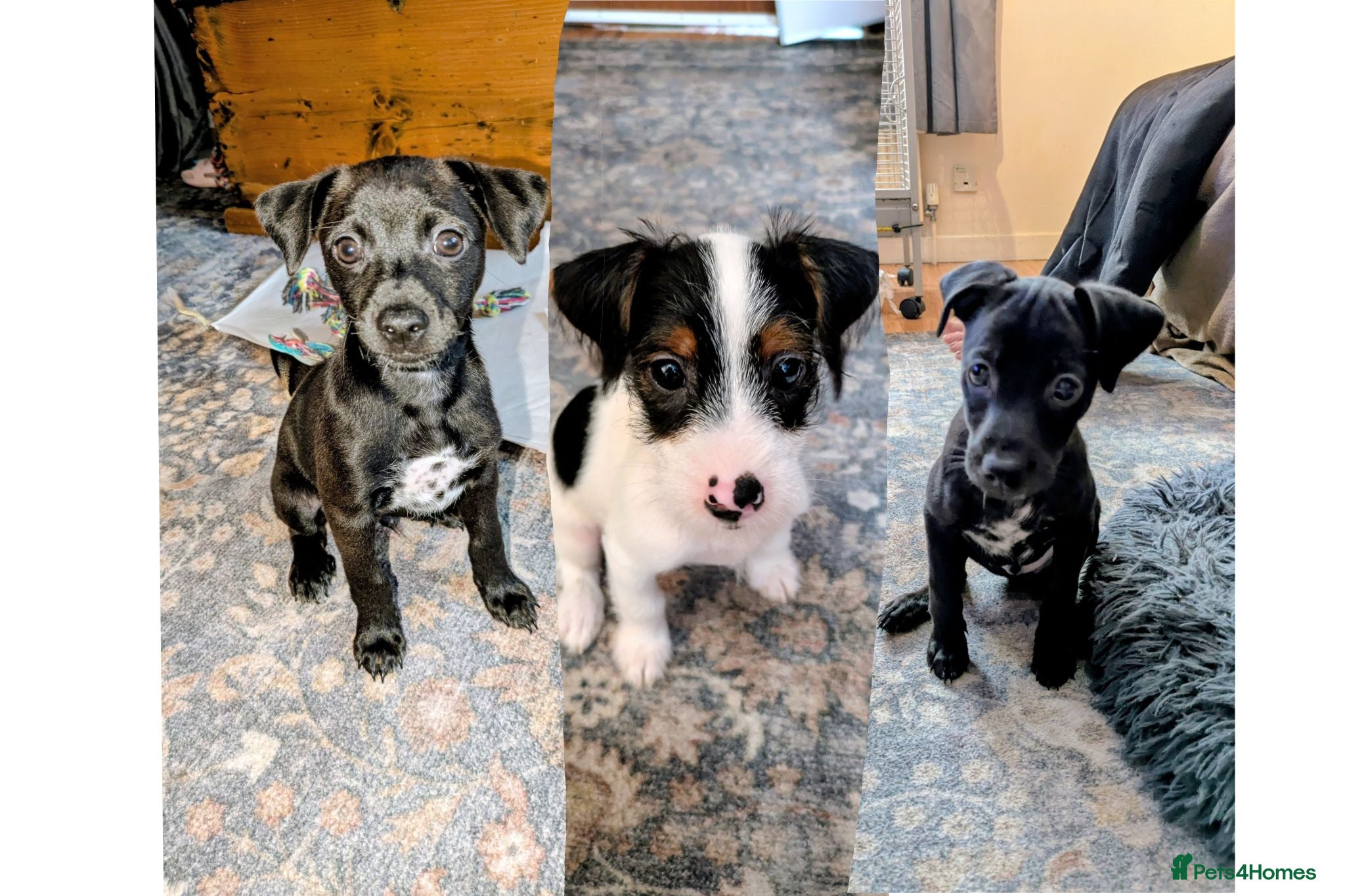 Mixed Breed dogs F1 jackain only 3 boys left ready to leave - Advert 1