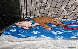 English Bulldog dogs for sale: English Bulldog  - Image 11
