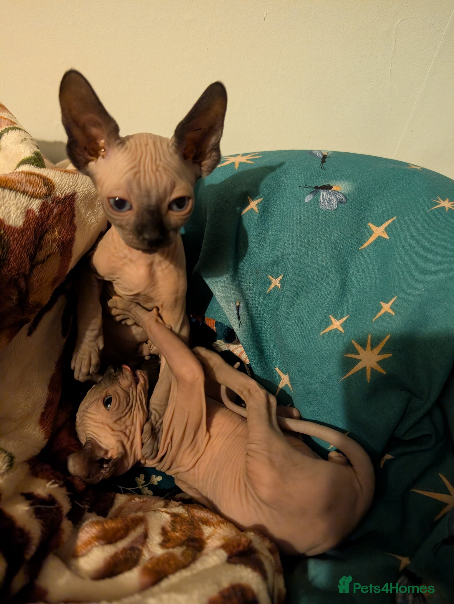 Sphynx cats Last 2 Ready Now Sphynx kittens  - Advert 12