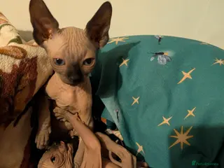 Sphynx cats Last 2 Ready Now Sphynx kittens - Advert 12