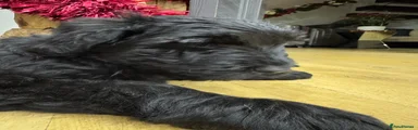 Giant Schnauzer Zuma