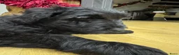 Giant Schnauzer dogs for sale: KC Registered Giant Schnauzer Puppies - Advert 14