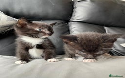 Mixed Breed cats for sale: Gorgeous kittens black and white - Image 3
