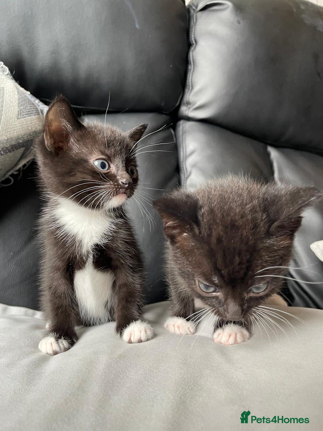 Mixed Breed cats for sale: Gorgeous kittens black and white - Image 3