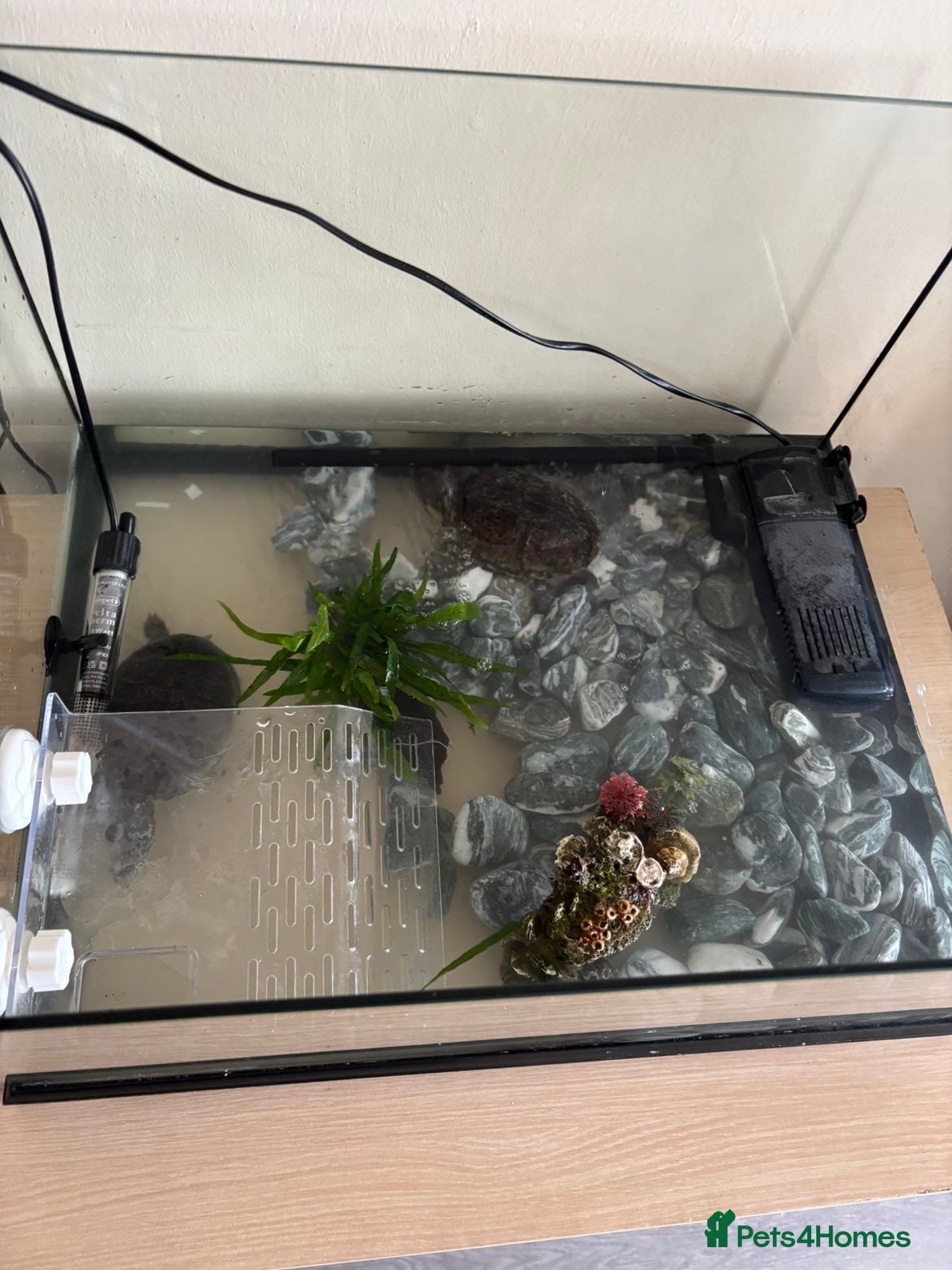 Turtle reptiles Terrapin turtles pair &tank  - Advert 3