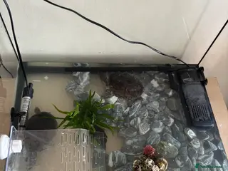 Turtle reptiles Terrapin turtles pair &tank - Advert 2