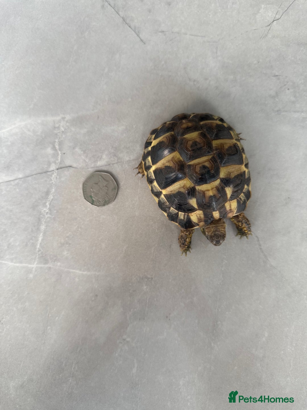 Hermann Tortoise reptiles for sale: Breeding pair of Hermann tortoises and babies - Advert 9