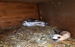 English Spot rabbits for sale: Baby English spot rabbits  in Wickford - Image 6
