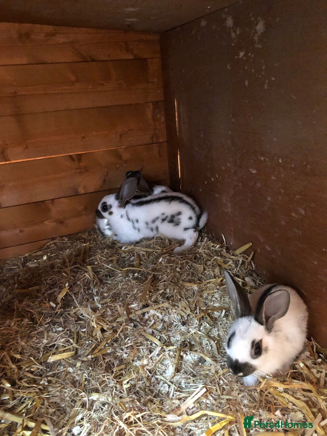 English Spot rabbits for sale: Baby English spot rabbits  in Wickford - Image 6