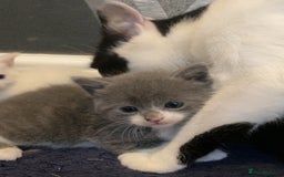 Mixed Breed cats for sale: 5 kittens for sale  - Image 6