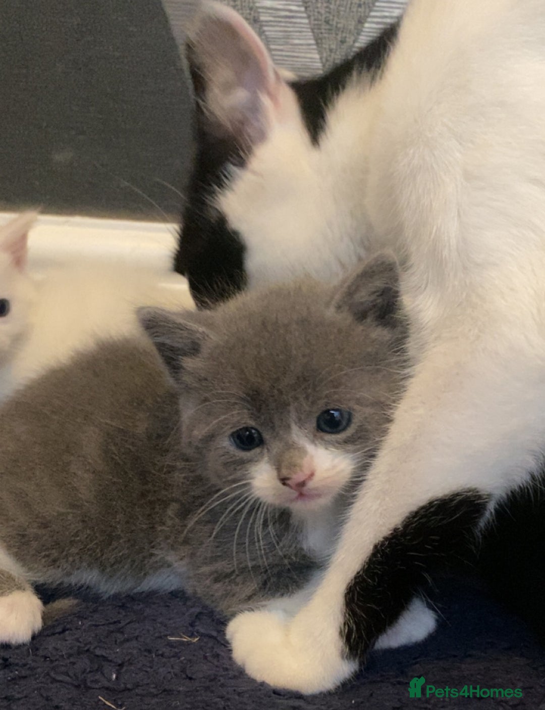 Mixed Breed cats for sale: 5 kittens for sale  - Image 6