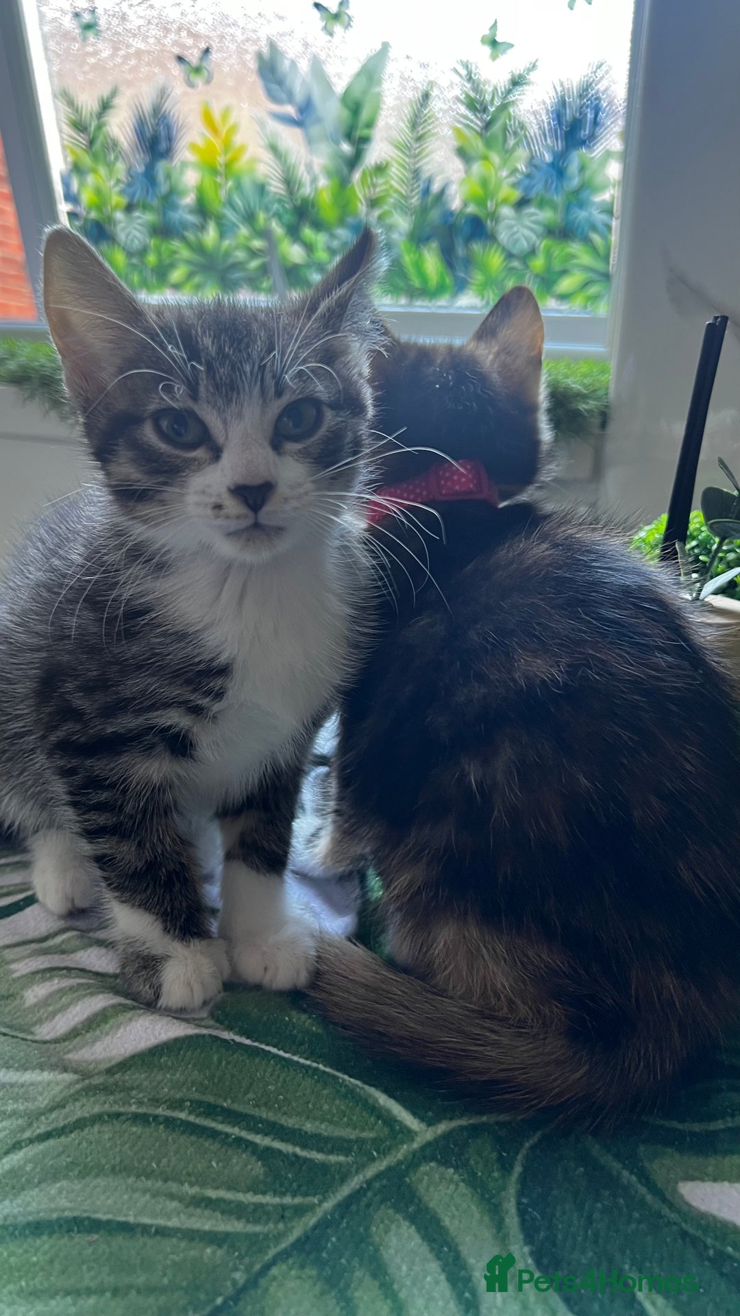 Bengal cats for sale: 2Beautiful kittens Left - Image 11