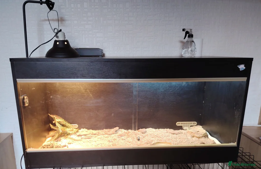 Corn Snake reptiles for sale: Around 6year old corn snake  - Advert 6
