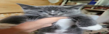 Kitten 3
