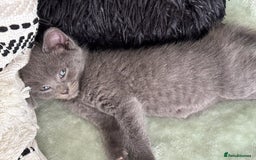 Mixed Breed cats for sale: British short hair kittens  - Image 10