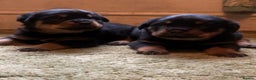 Rottweiler dogs for sale: Proper big old fashioned Rottie  pups ready now  - Advert 26