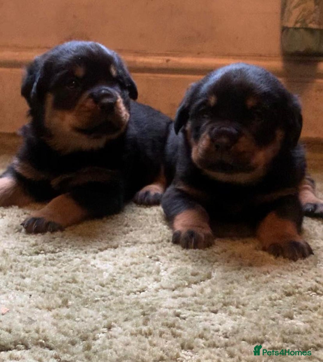 Rottweiler dogs for sale: Proper big old fashioned Rottie  pups ready now  - Advert 26