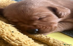 Labrador Retriever dogs for sale: Fox Red / yellow Labrador puppies for sale - Image 18