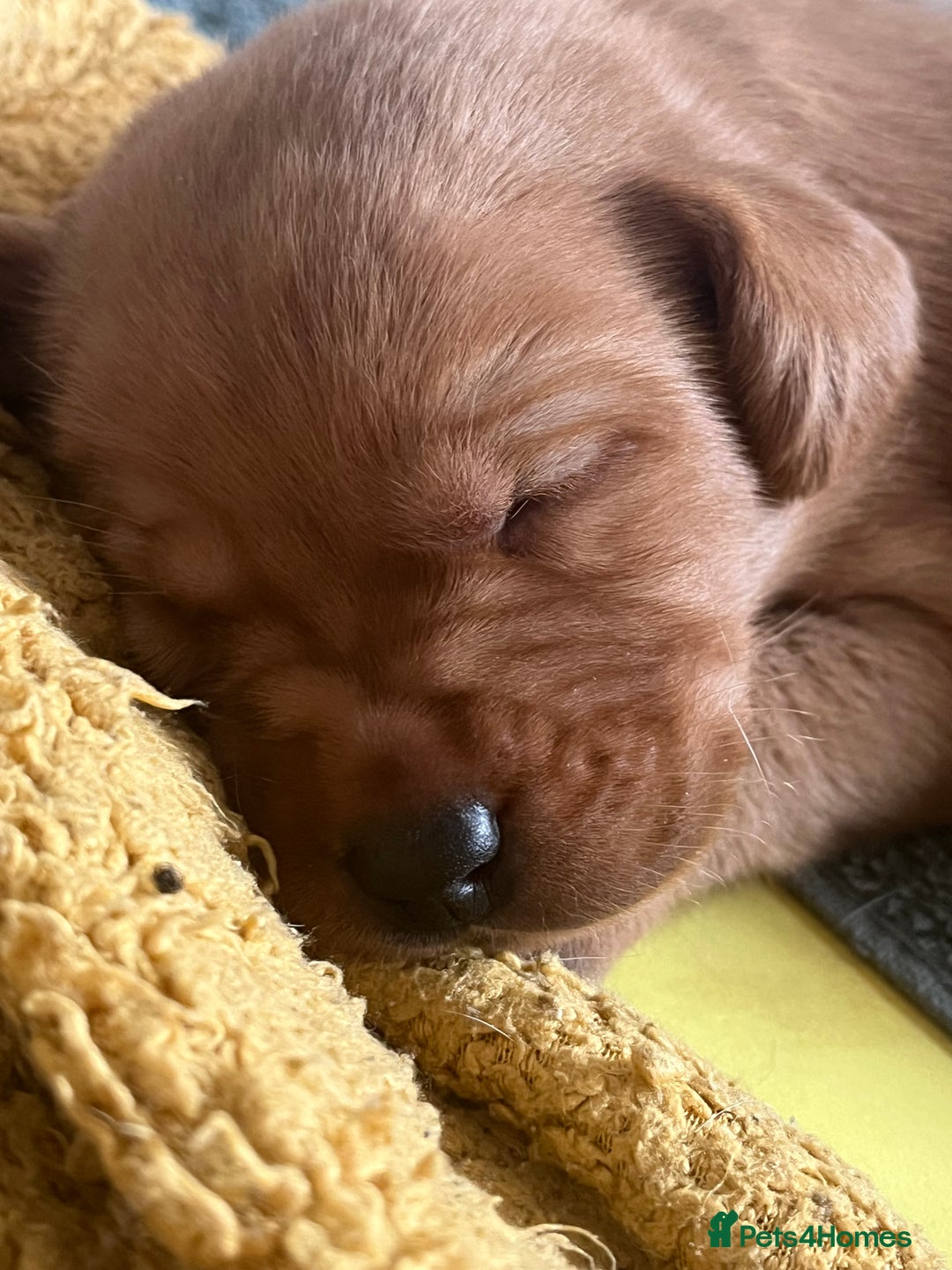 Labrador Retriever dogs for sale: Fox Red / yellow Labrador puppies for sale - Image 18