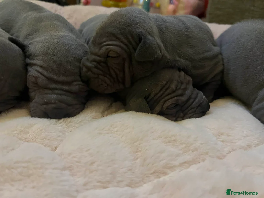 Thai Ridgeback dogs for sale: (New pictures)Thai Ridgeback puppy’s 🏆 - Advert 6
