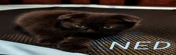 Mixed Breed cats for sale: Scottish Fold & Scottish straight Cross kittens  in Antrim - Advert 10