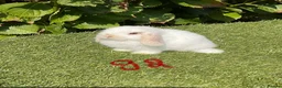 Mini Lop rabbits for sale: Pure bred mini lops . - Advert 15