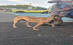 Lurcher dogs for sale: Saluki whippet x collie whippet grey - Image 2