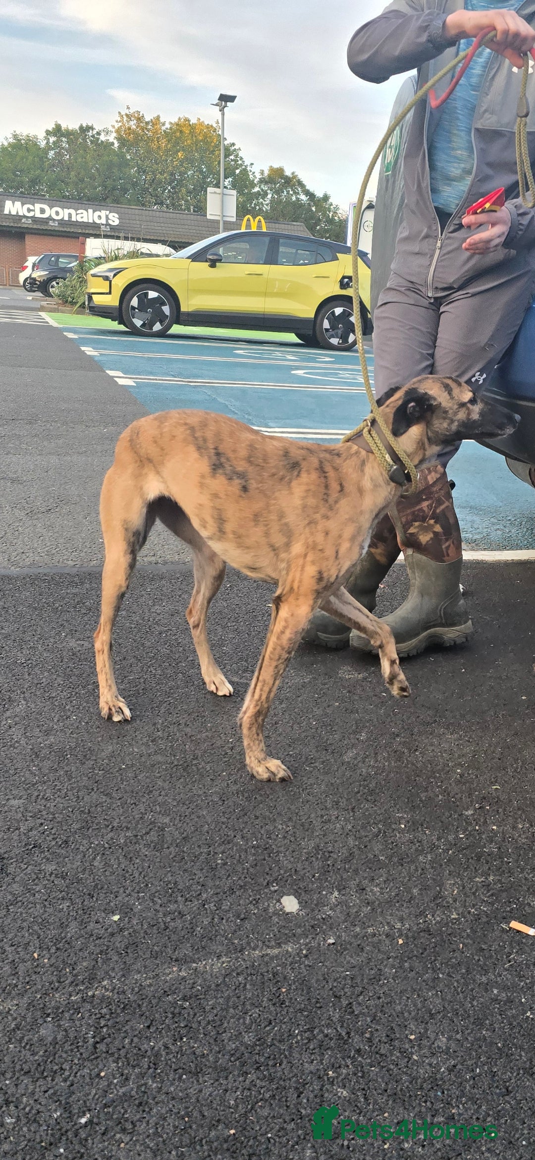 Lurcher dogs for sale: Saluki whippet x collie whippet grey - Image 2