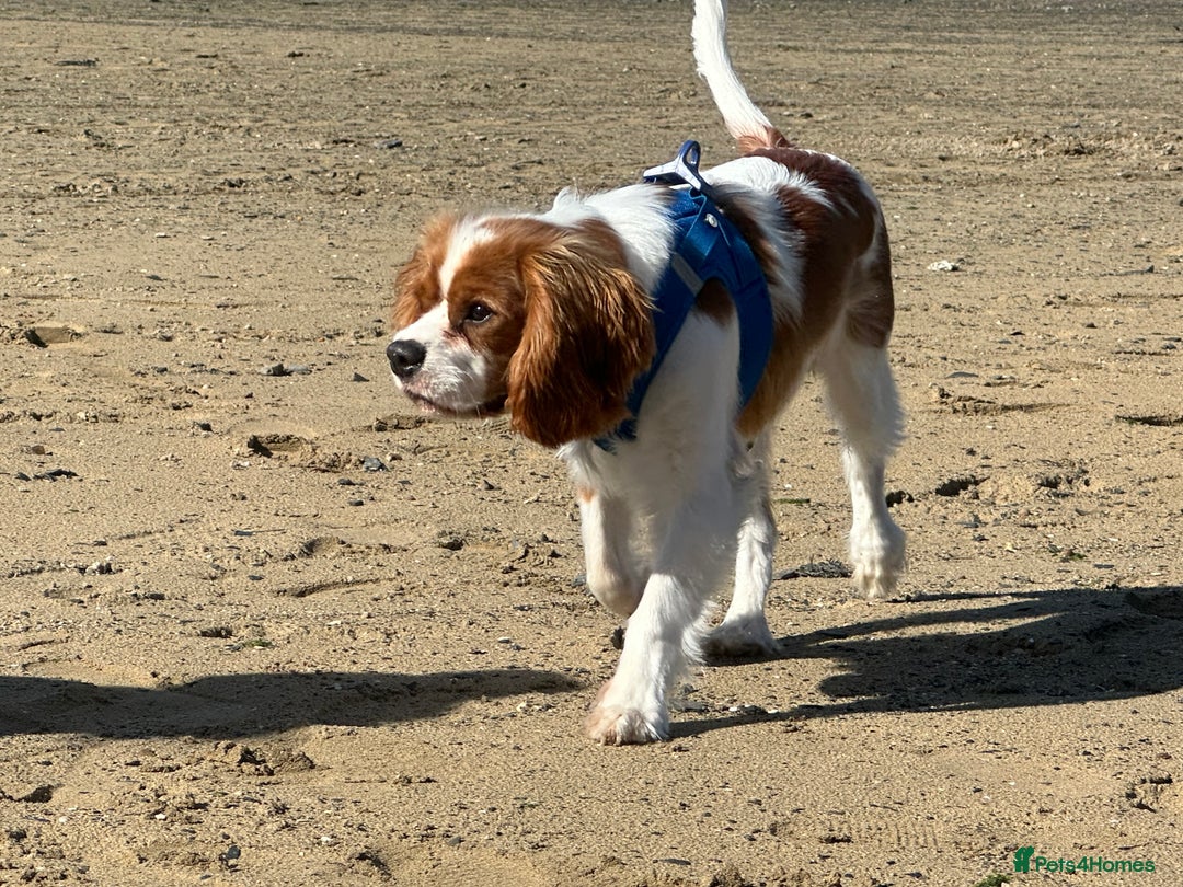 Cavalier King Charles Spaniel dogs for sale: Handsome male 8 months - Advert 4