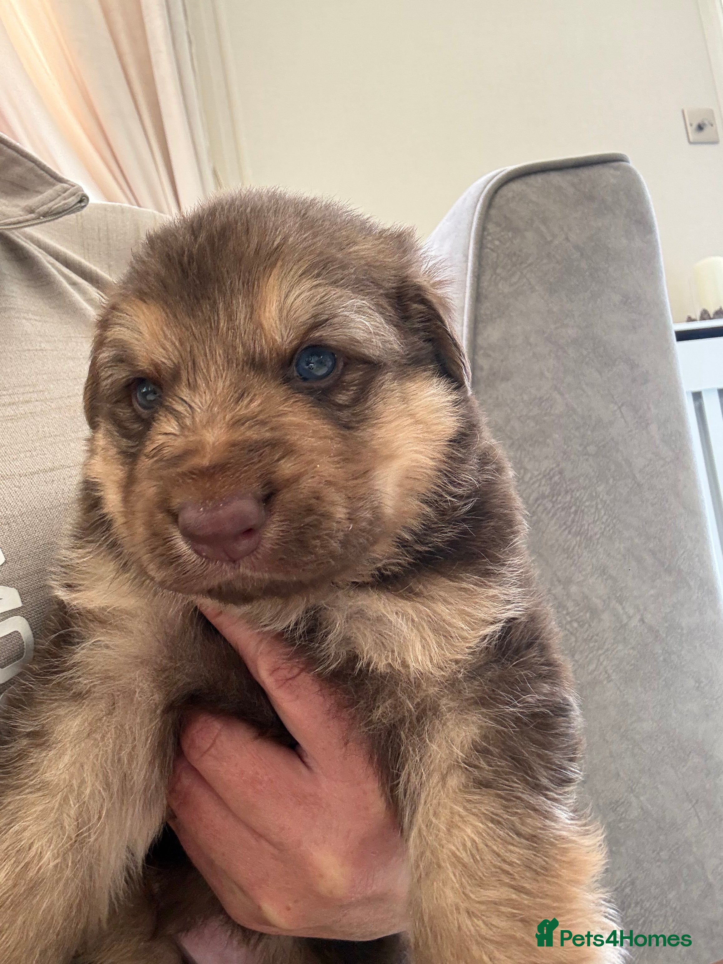 German Shepherd dogs RARE Elite Working GSD German shepherd puppy’s  - Advert 2
