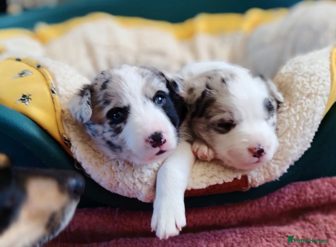 Border Collie dogs for stud: Moss for Stud (ISDS & KC Registered) - Advert 3