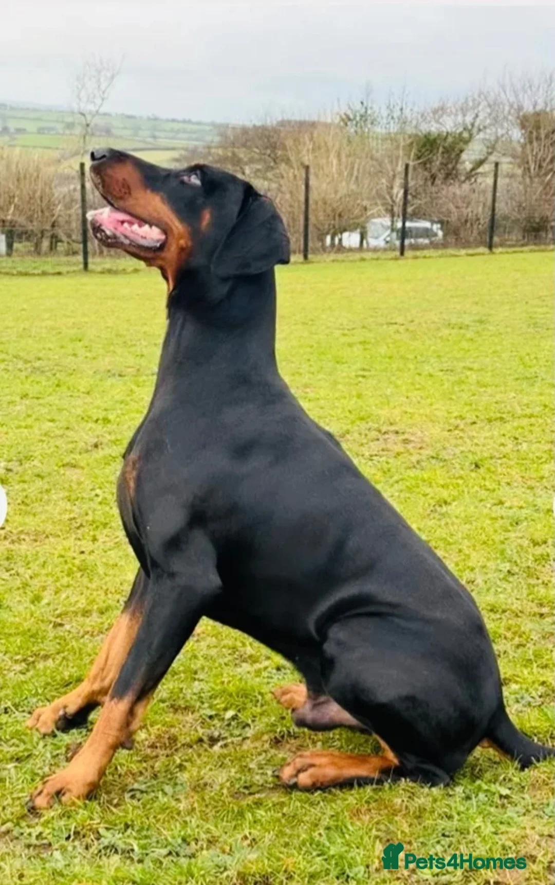 Dobermann dogs for stud: South West Doberman For Stud - Advert 2