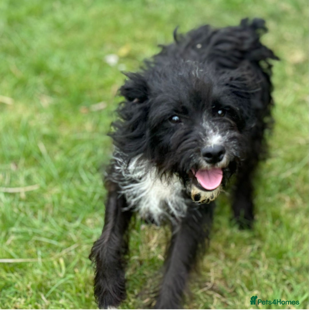 Mixed Breed dogs for sale: Pattendales cross ready now 🩷 - Image 14