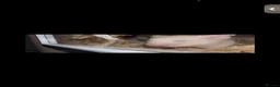 Hamster rodents for sale: 2 Male Syrian hamsters with set up in Gloucester - Advert 3