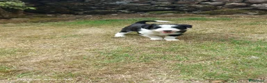 Bearded Collie 2