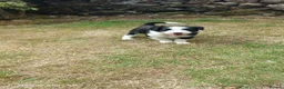 Bearded Collie dogs for sale: Working Bearded Collie pups. 2 x boys. - Advert 3