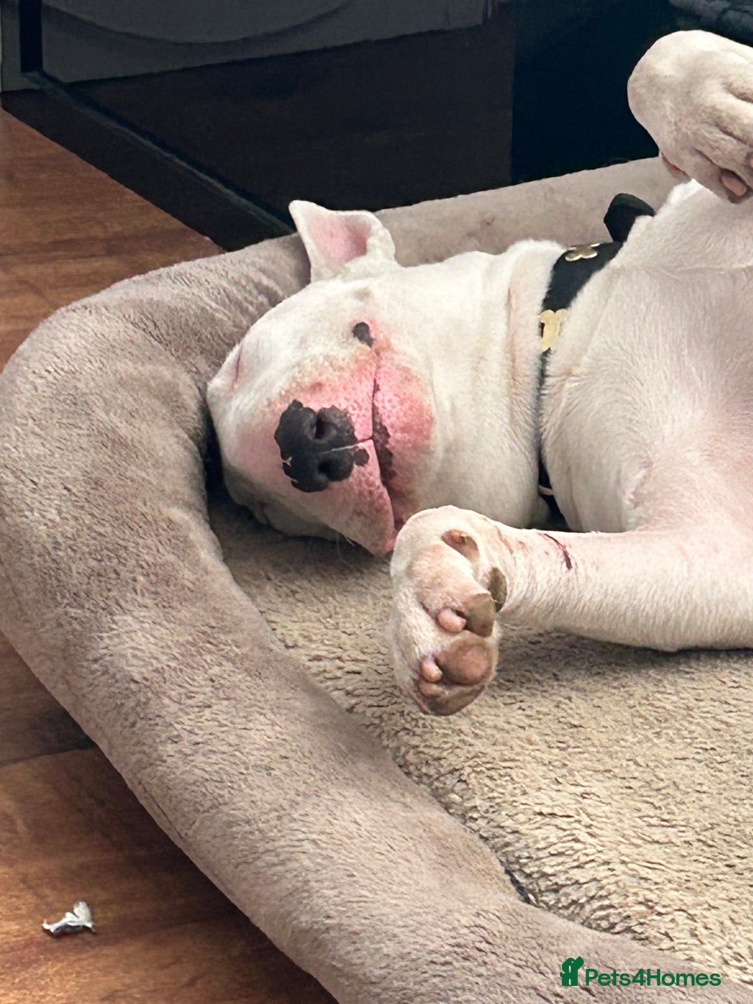 English Bull Terrier dogs for sale: English bull terrier - Image 3