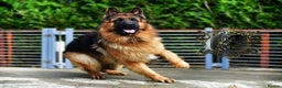 German Shepherd dogs for sale: ADULT MALE LONGHAIRED GERMAN SHEPHERD KC REG - Advert 3