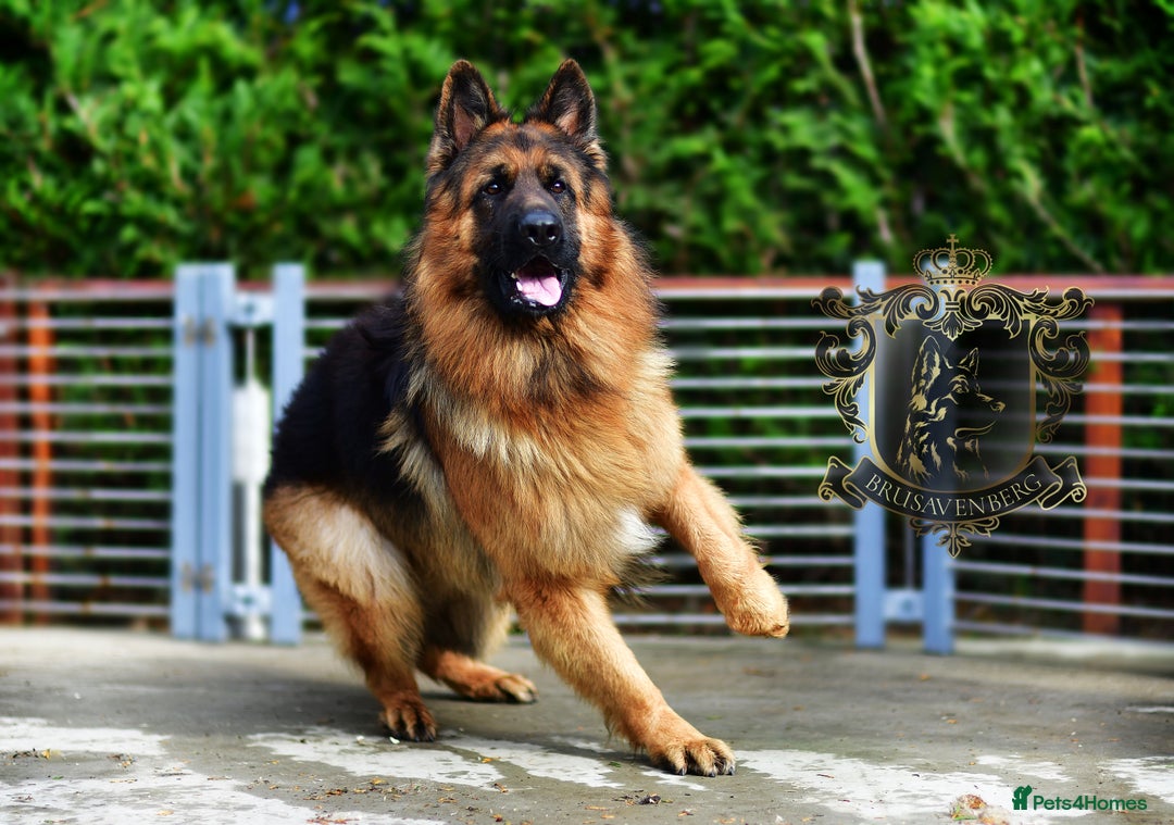 German Shepherd dogs for sale: ADULT MALE LONGHAIRED GERMAN SHEPHERD KC REG - Advert 3