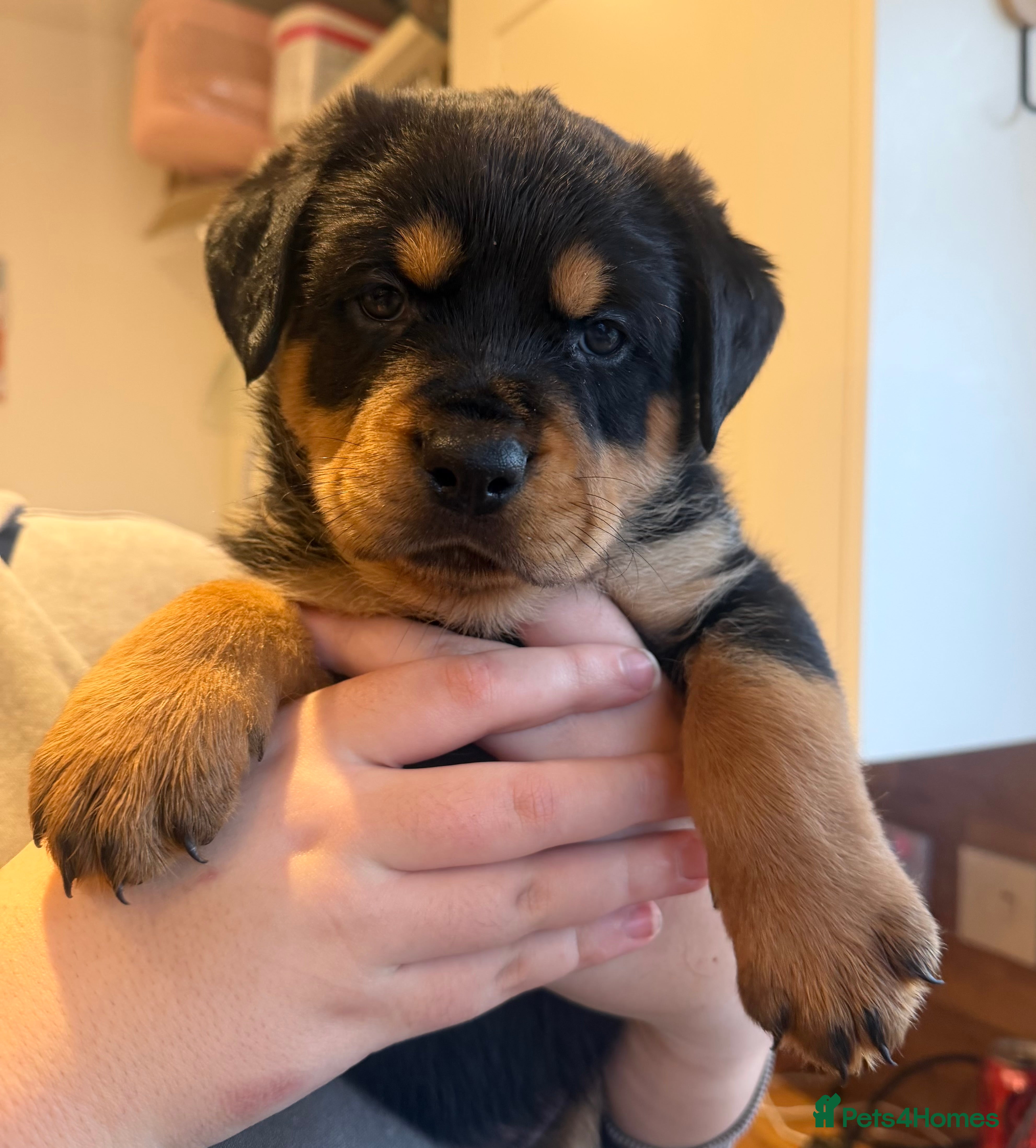 Rottweiler dogs Chunky Rottweiler Puppies - Advert 3