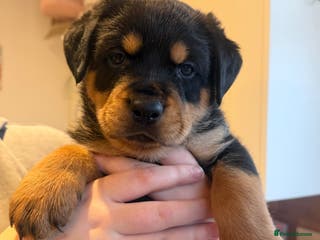 Rottweiler dogs Chunky Rottweiler Puppies - Advert 3