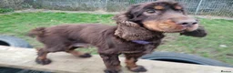 Cocker Spaniel dogs for sale: 6 Yr old show type cocker spaniel female - Advert 3