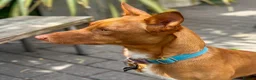 Mixed Breed dogs for adoption: Shadow - Podenco Maneto  in Birmingham - Advert 19
