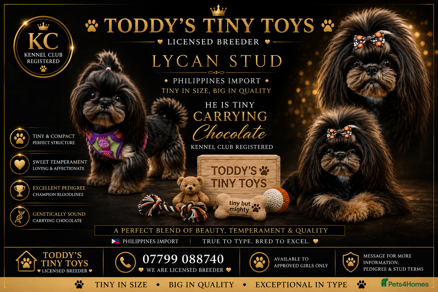 Shih Tzu dogs Stunning Black and Tan Philippines stud - Advert 3
