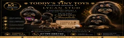 Shih Tzu dogs for stud: Stunning Black and Tan Philippines stud - Advert 2
