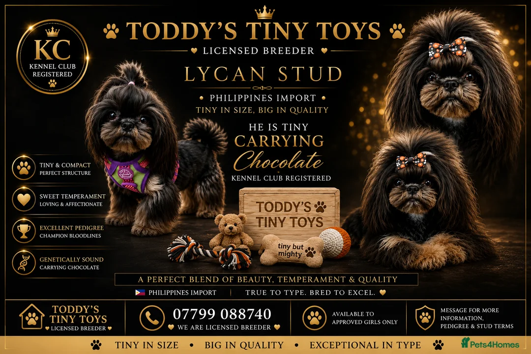 Shih Tzu dogs for stud: Stunning Black and Tan Philippines stud - Advert 2