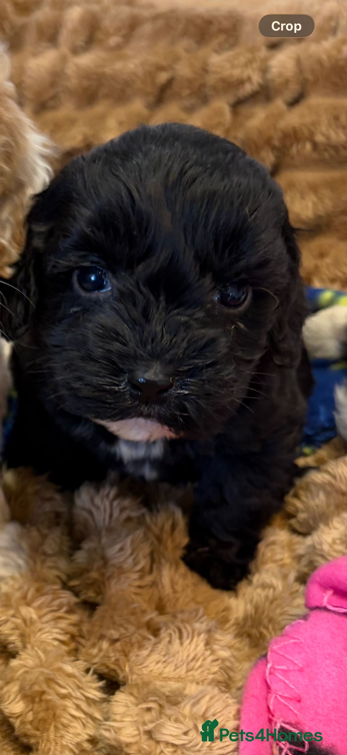 Cockapoo dogs 🐾STUNNING COCKERPOO F1 REGISTERED BREEDER🐾 - Advert 15
